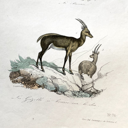 Mid 19th - Antique Colored Print - Zoological Engraving - African Gazelle Antelope - Natural History Illustration - Detailed Animal Art