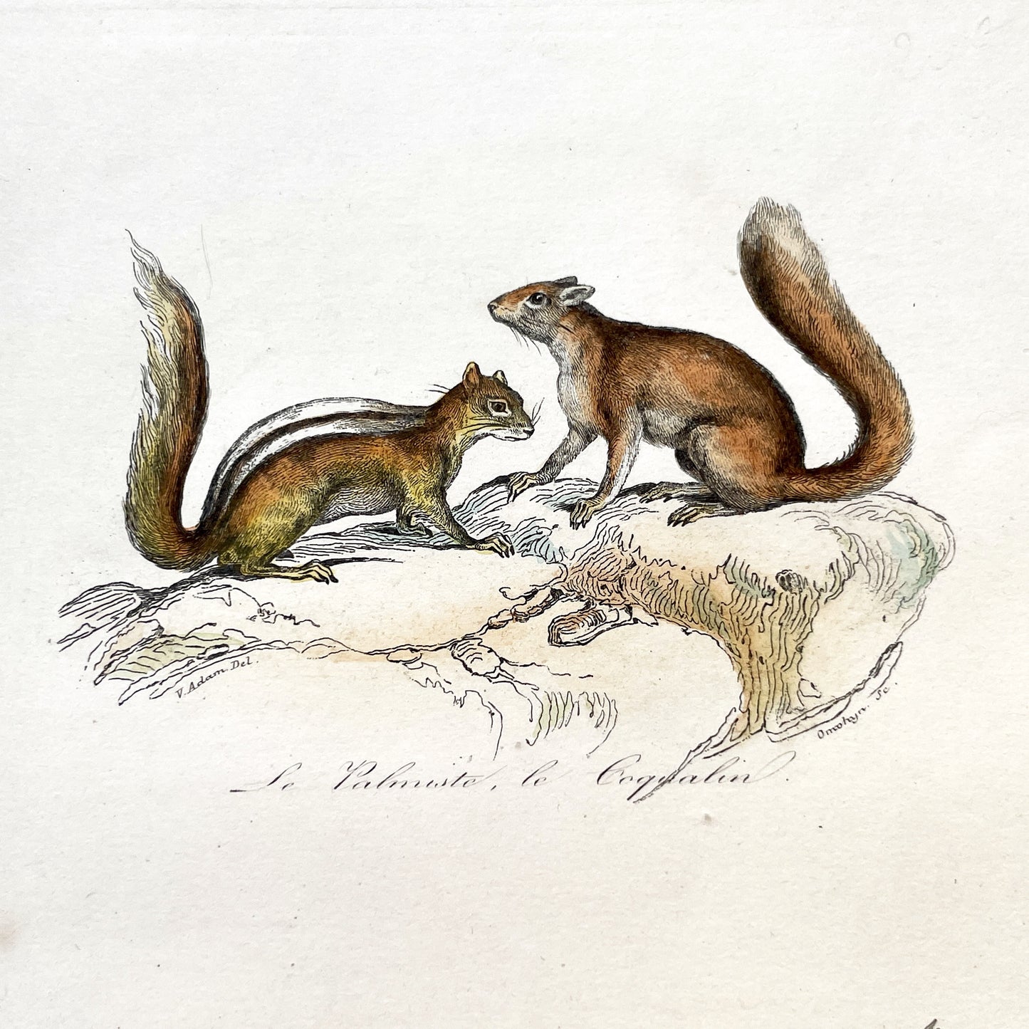 Mid 19th - Antique French Zoology Print - Hand Colored Squirrel Engraving - Natural History Rodent Art - Plate No 48