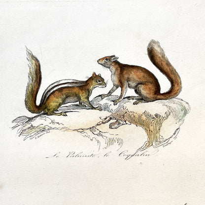 Mid 19th - Antique French Zoology Print - Hand Colored Squirrel Engraving - Natural History Rodent Art - Plate No 48
