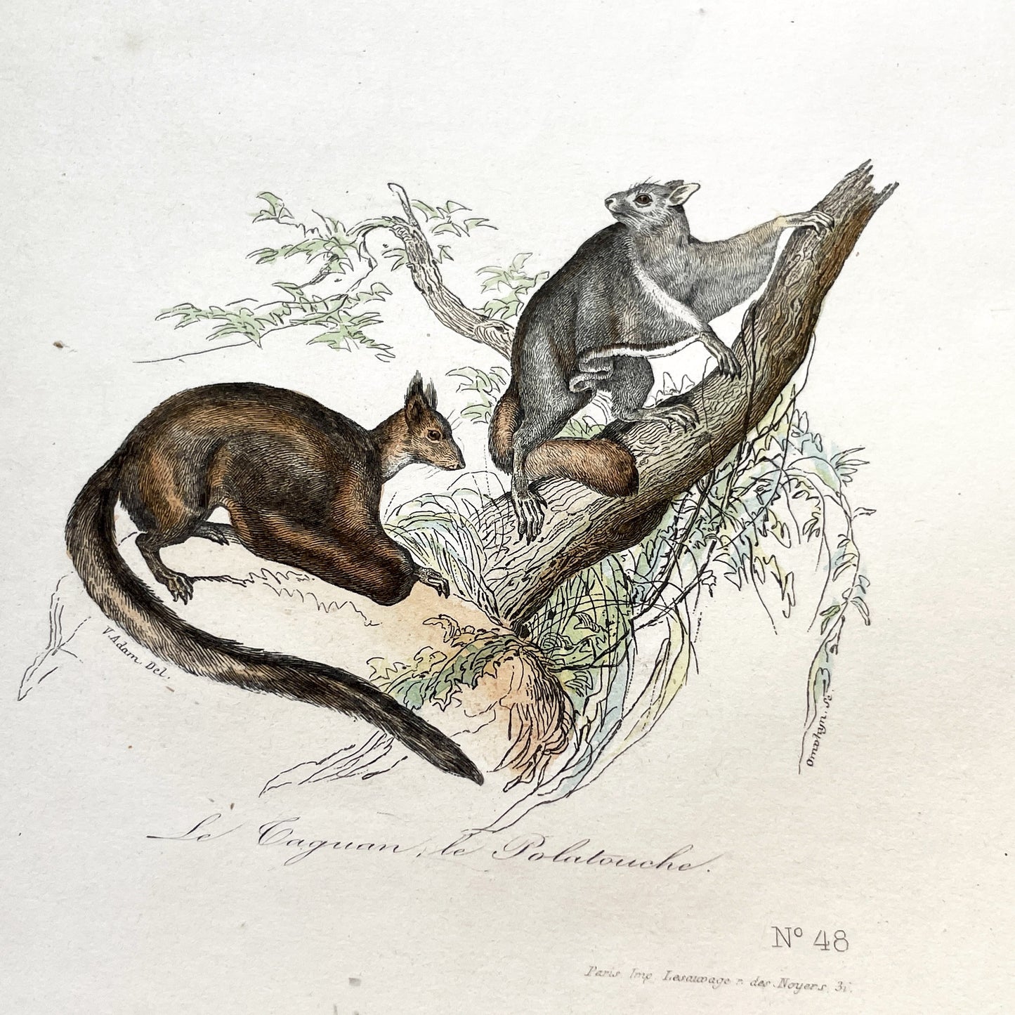 Mid 19th - Antique French Zoology Print - Hand Colored Squirrel Engraving - Natural History Rodent Art - Plate No 48