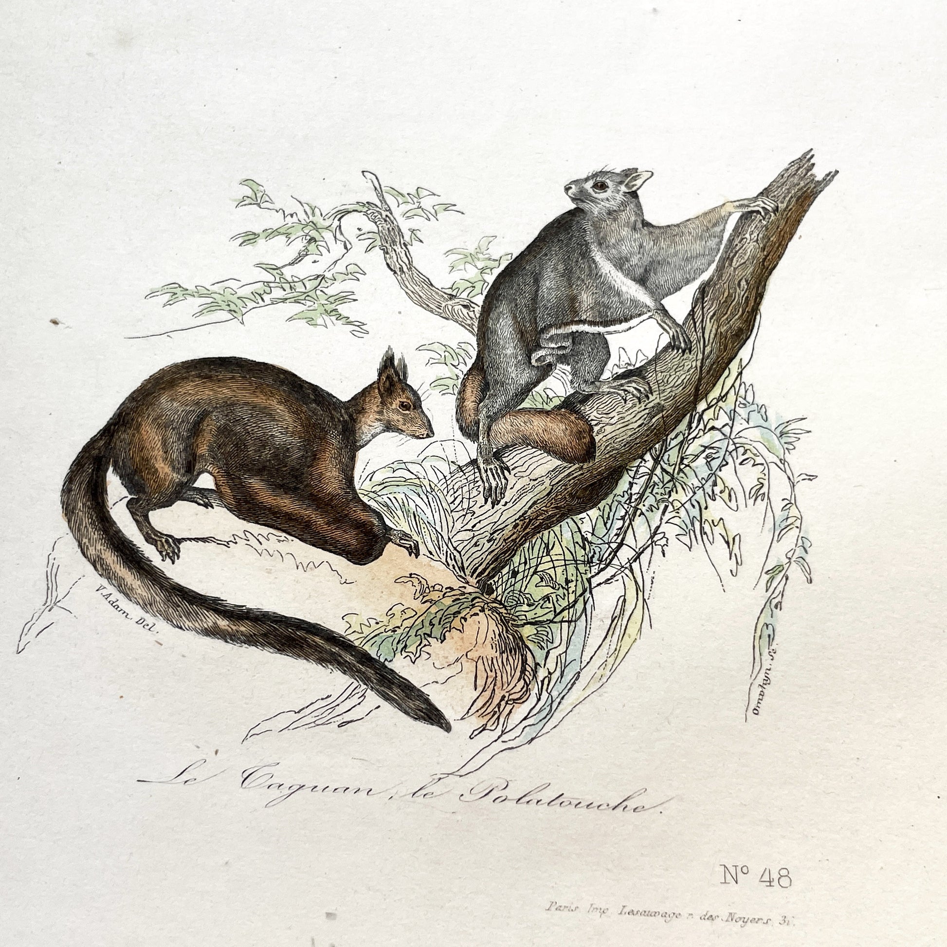 Mid 19th - Antique French Zoology Print - Hand Colored Squirrel Engraving - Natural History Rodent Art - Plate No 48