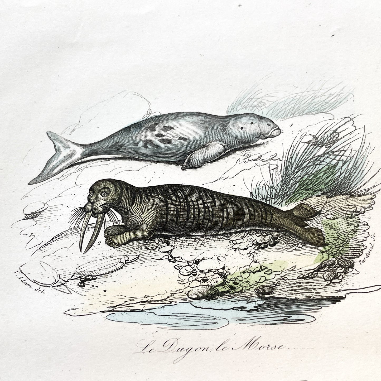Mid 19th - Antique Marine Mammal Print - Hand-Colored Dugong Walrus Manatee Kamchatka Sea Cow Engraving - Scientific Illustration Animal Art