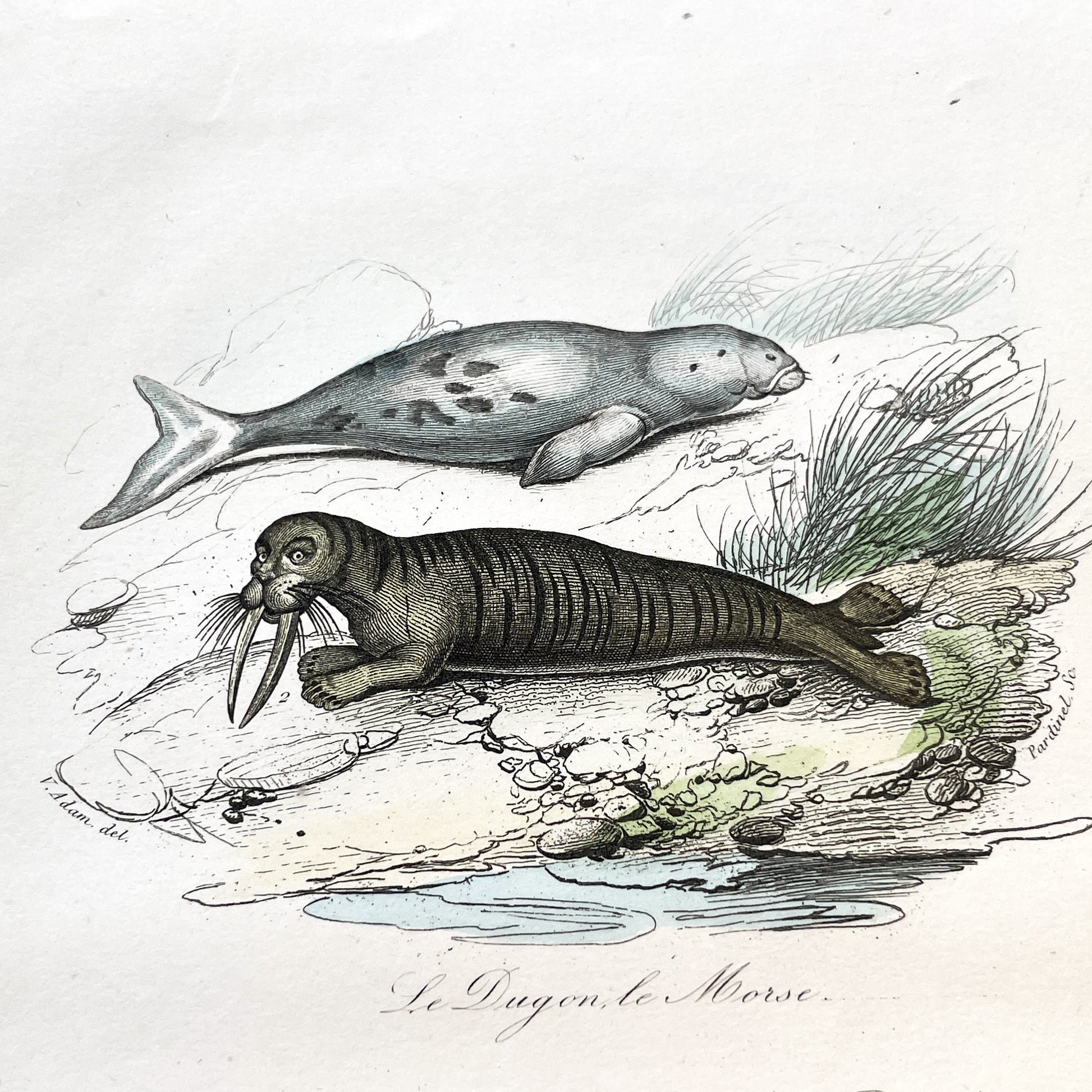 Mid 19th - Antique Marine Mammal Print - Hand-Colored Dugong Walrus Manatee Kamchatka Sea Cow Engraving - Scientific Illustration Animal Art