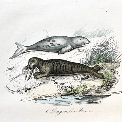 Mid 19th - Antique Marine Mammal Print - Hand-Colored Dugong Walrus Manatee Kamchatka Sea Cow Engraving - Scientific Illustration Animal Art