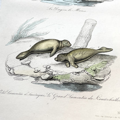 Mid 19th - Antique Marine Mammal Print - Hand-Colored Dugong Walrus Manatee Kamchatka Sea Cow Engraving - Scientific Illustration Animal Art