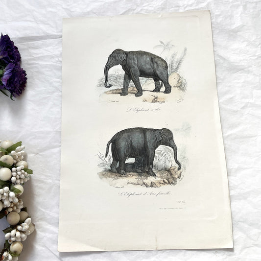 Mid 19th Century - Antique Elephant Print - French Zoological Illustration - Hand Colored Engraving - Asian Elephants - Natural History Art