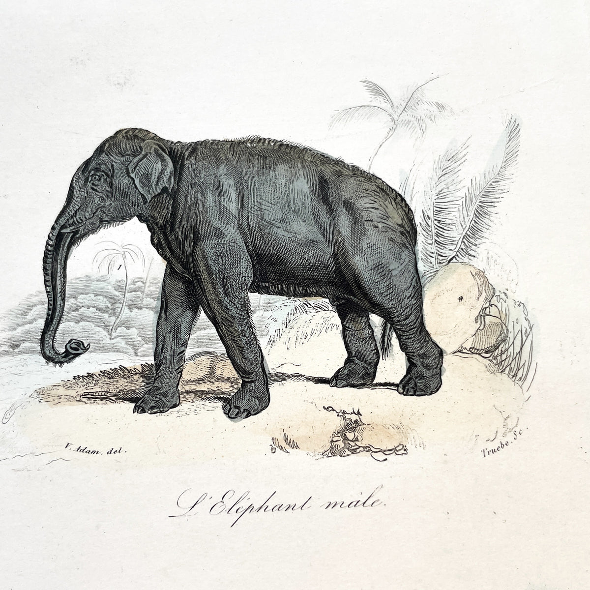 Mid 19th Century - Antique Elephant Print - French Zoological Illustration - Hand Colored Engraving - Asian Elephants - Natural History Art