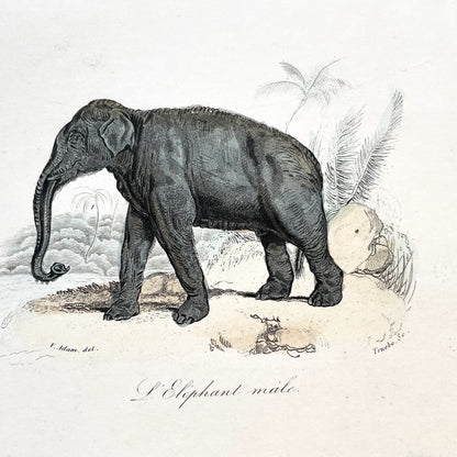 Mid 19th Century - Antique Elephant Print - French Zoological Illustration - Hand Colored Engraving - Asian Elephants - Natural History Art