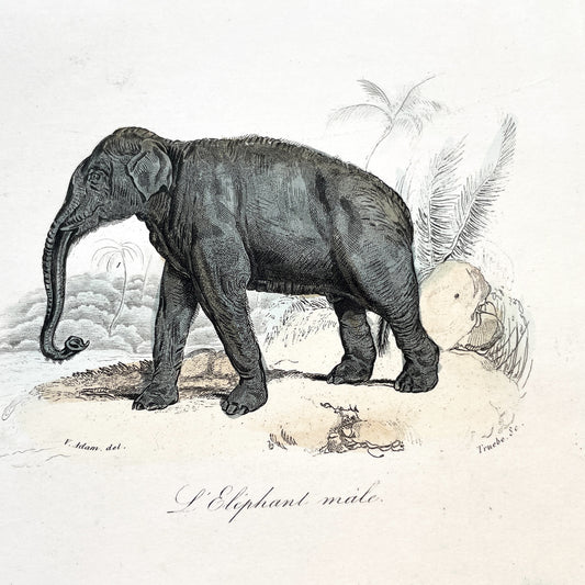 Mid 19th Century - Antique Elephant Print - French Zoological Illustration - Hand Colored Engraving - Asian Elephants - Natural History Art