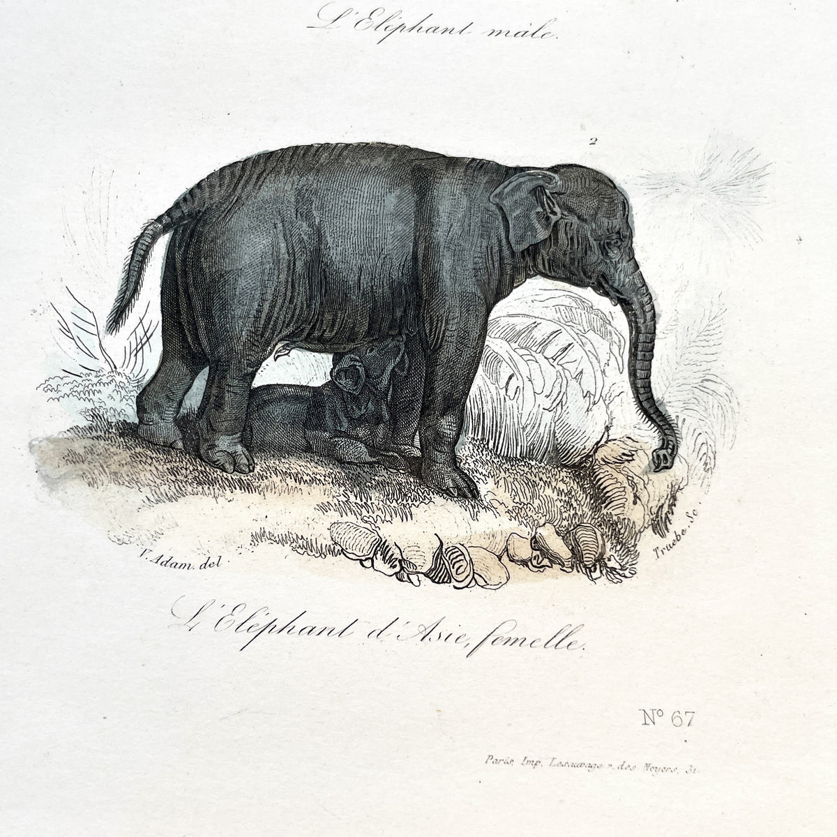 Mid 19th Century - Antique Elephant Print - French Zoological Illustration - Hand Colored Engraving - Asian Elephants - Natural History Art