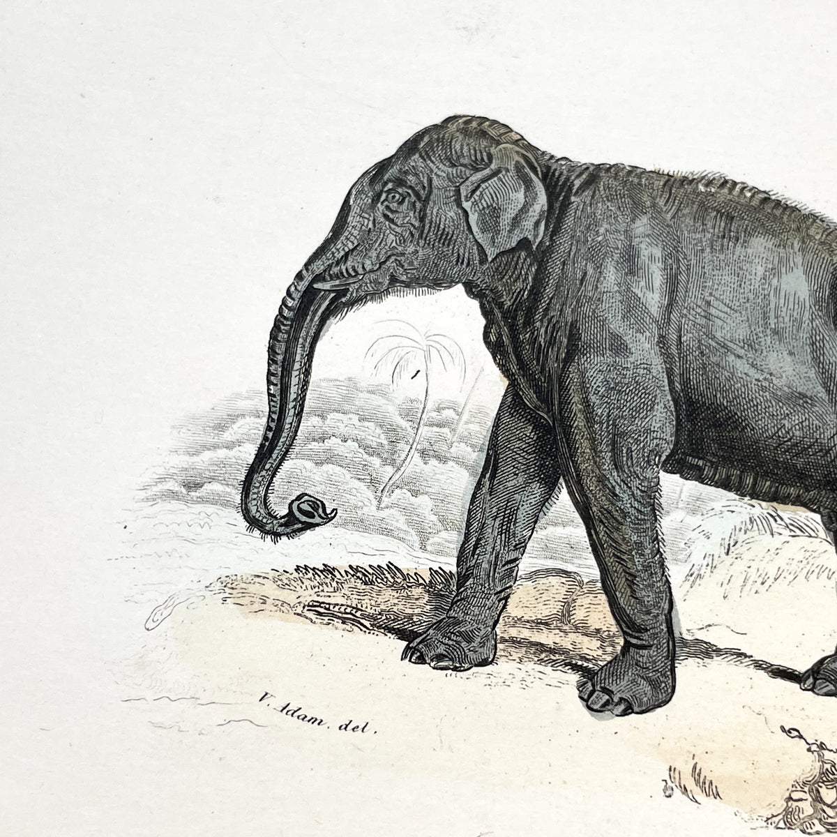 Mid 19th Century - Antique Elephant Print - French Zoological Illustration - Hand Colored Engraving - Asian Elephants - Natural History Art