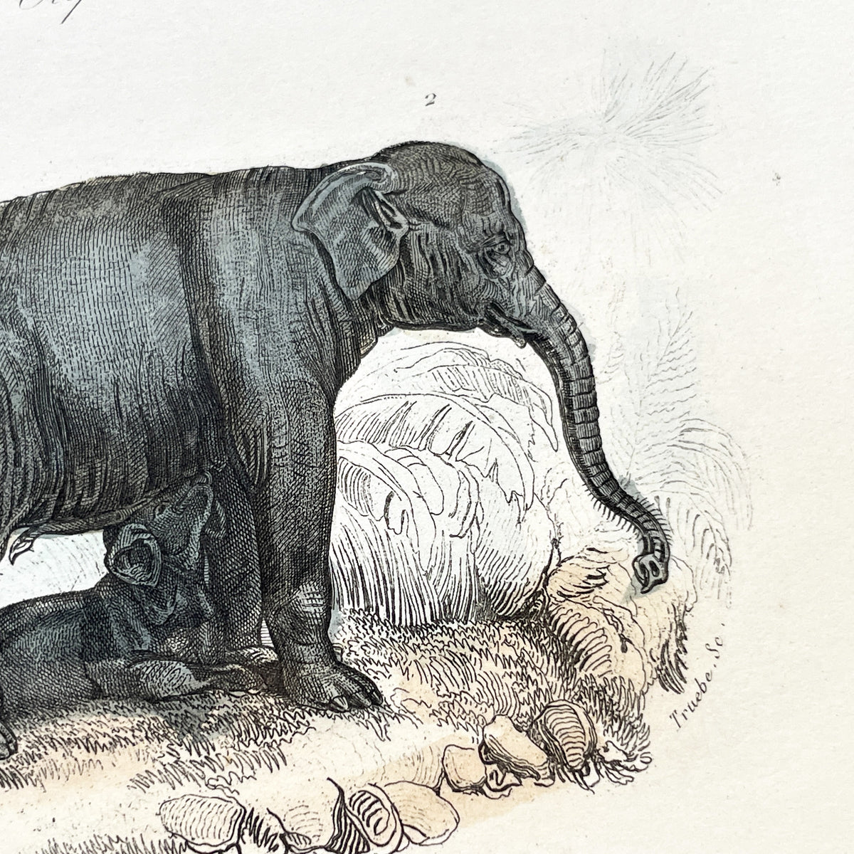 Mid 19th Century - Antique Elephant Print - French Zoological Illustration - Hand Colored Engraving - Asian Elephants - Natural History Art