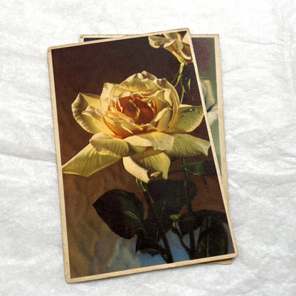 1900s vintage postcards lot featuring pink and yellow roses. Early 20th-century botanical floral art set.