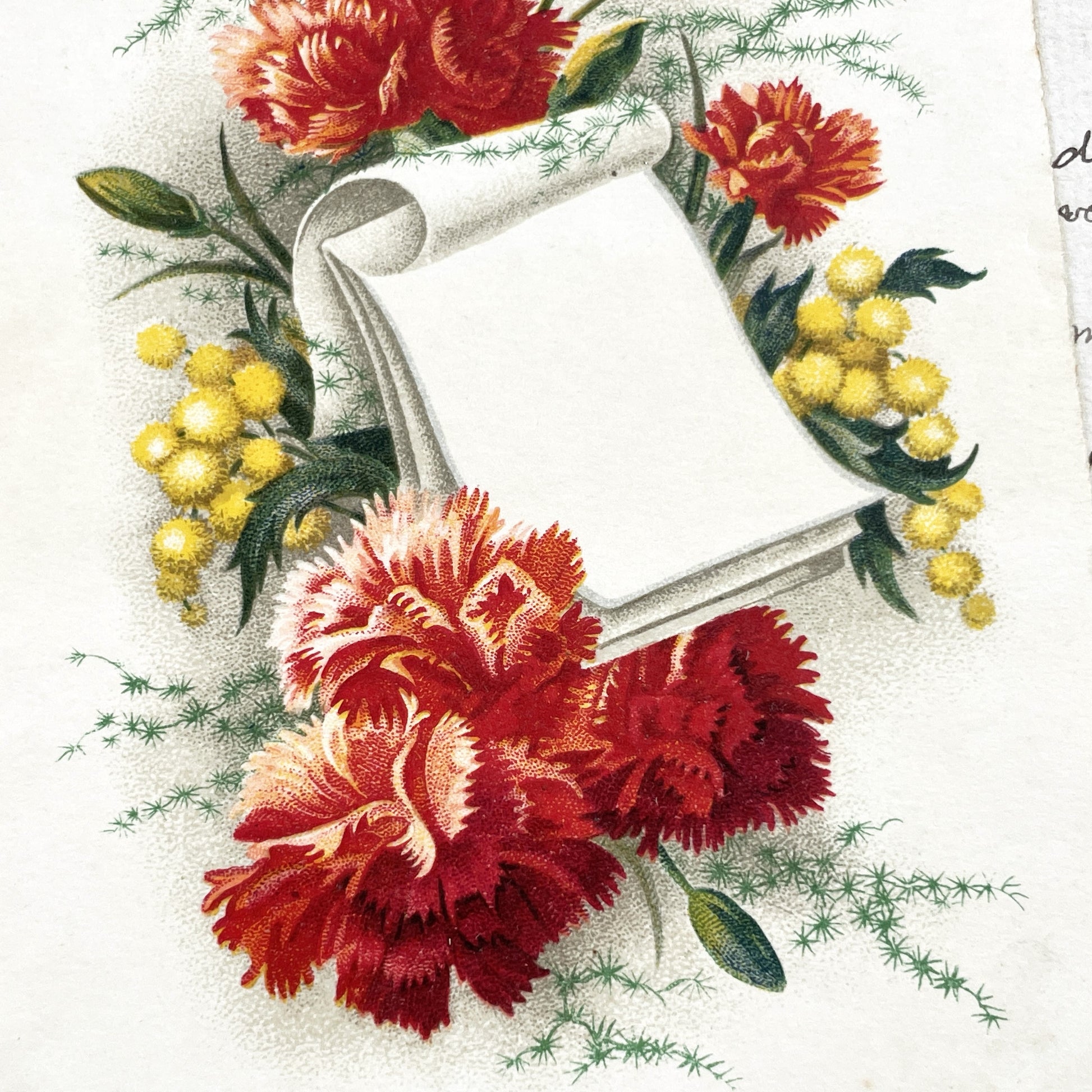 1950s - French Flowers Postcard - Vibrant Carnations Mimosa Flowers - Blank Scroll Design - Collectible Paper Ephemera