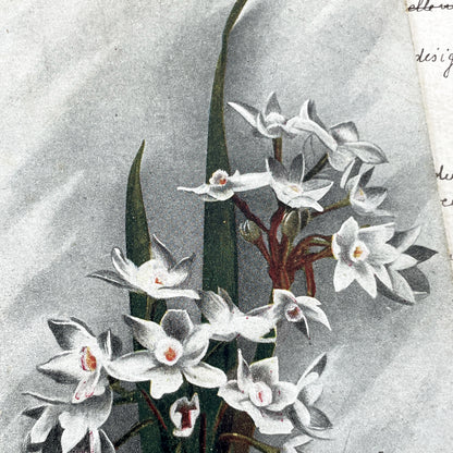 1910s - French Floral Postcard - Vintage Narcissus Flowers - Antique New Year Card - Semeuse Stamps France - Collectible Paper Ephemera