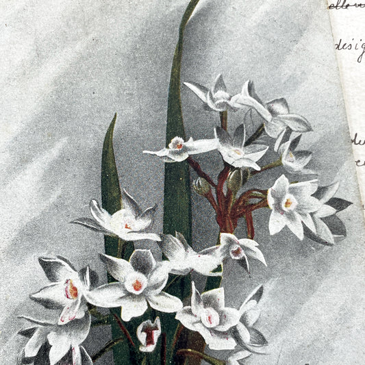 1910s - French Floral Postcard - Vintage Narcissus Flowers - Antique New Year Card - Semeuse Stamps France - Collectible Paper Ephemera