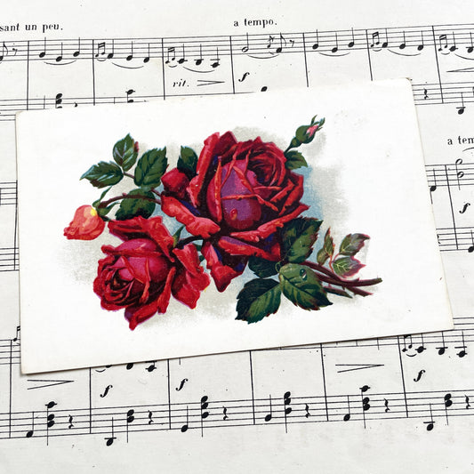 1950s - Three Floral Postcards - Set of Three Roses Botanical Prints - Catherine Ephemera Scraps - Vibrant Art Decor Collectible