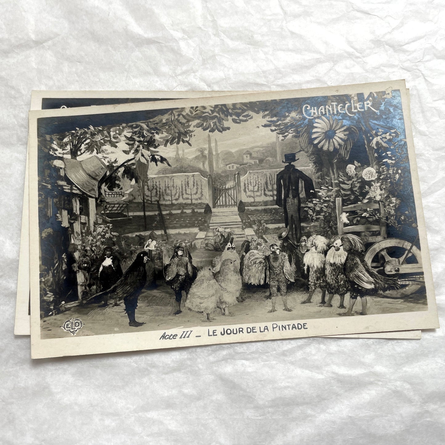 Five 1910s French Chantecler play postcards, featuring scenes with anthropomorphic animals and theatre sets.